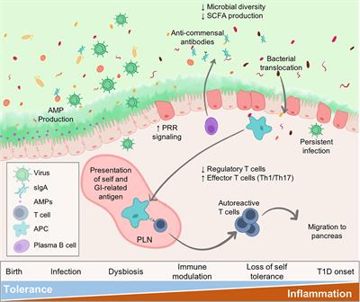 Virus Infection Is an Instigator of Intestinal Dysbiosis Leading to Type 1 Diabetes